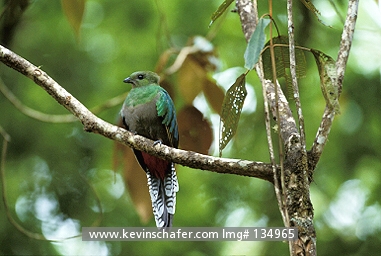 QUETZAL, RESPLENDENT: (Pharomachrus mocinno) Costa Rica, Cloud forest, Female quetzal perched on branch.