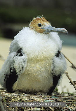 FRIGATEBIRD, GREAT: (Fregata minor)  Galapagos Islands, Tower Island, Young great frigatebird.