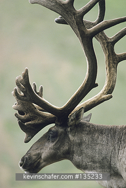 CARIBOU: (Rangifer tarandus)  USA, Alaska, Fairbanks, Profile of a caribou with antlers.