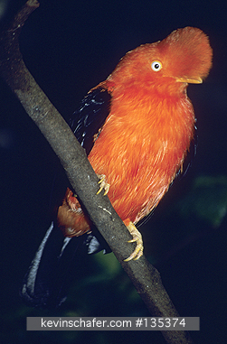COCK-OF-THE-ROCK, ANDEAN: (Rupicola peruviana)  
SE Peru, Cloud forest at 1600 meters, Andes Mountains, Male Andean cock-of-the-rock  at lek.