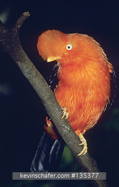 COCK-OF-THE-ROCK, ANDEAN: (Rupicola peruviana)  
SE Peru, Cloud forest at 1600 meters, Andes Mountains, Male Andean cock-of-the-rock at lek.