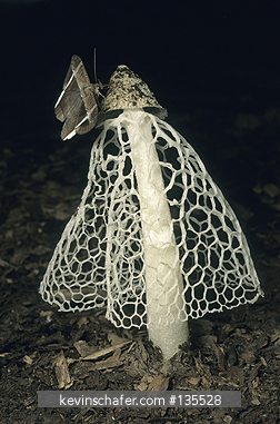 MUSHROOM: SE Peru, Bridal Veil Stinkhorn (Order Phallales) spores distributed by moths.