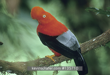 COCK-OF-THE-ROCK, ANDEAN: (Rupicola peruviana)
SE Peru, Cloud forest at 1500 meters,  Andes Mountains.  Male Andean cock-of-the-rock at lek.
