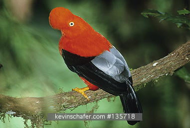 COCK-OF-THE-ROCK, ANDEAN: (Rupicola peruviana)
SE Peru, Cloud Forest at 1500 meters,  Andes Mountains, Male Andean cock-of-the-rock at lek.