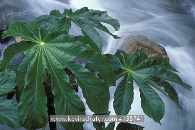 PERU: Peru, Andes Mountains at 1500 meters, Manu National Park, Cloud forest, Cercropia tree and mountain stream.