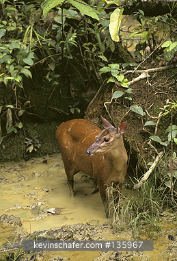 DEER, RED BROCKET: (Mazama americana) SE Peru, Manu National Park,   Red brocket deer coming to mineral lick.