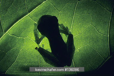 FROG, GLASS: (Centronella sp.) Costa Rica, Cloud Forest, Shadow of a glass frog on leaf.
