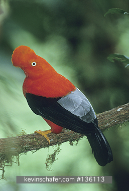 COCK-OF-THE-ROCK, ANDEAN: (Rupicola peruviana) 
SE Peru,  Cosnipati Valley, Male Andean cock-of-the-rock at lek.