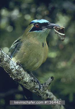 MOTMOT, BLUE-CROWNED: (Momotus momota) 
Costa Rica, Blue-crowned motmot with butterfly in beak.