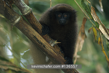 MONKEY, URUBAMBA BROWN TITI: (Callicebus urubambensis)  SE Peru, Madre de Dios Reserve, Young  titi monkey. NEW SPECIES described 2015
