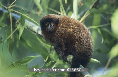 TIT MONKEY : Urubamba Brown Titi Monkey (Callicebus urubambensis) Upper Madre de Dios River  SE Peru, Amazonia