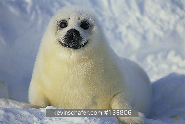 SEAL, HARP (PUP): (Phoca groenlandica) Eastern Canada, Quebec, Magdalen Island, Harp seal pup in early March.