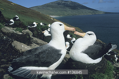  ALBATROSS, BLACK-BROWED: (Diomedea melanophris)  Falkland Islands, Saunders Island, Nesting pair of black-browed albatrosses.