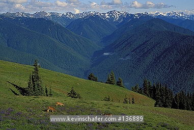DEER, BLACK-TAILED: (Odocoileus hemionus)  USA, Washington State, Olympic National Park, Hurricane Ridge, Several black-tailed deer in lupine meadow.
