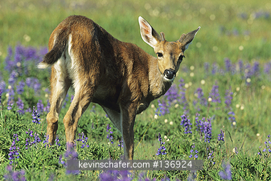 DEER, BLACK-TAILED: (Odocoileus hemionus columbianus) USA, Washington, Olympic National Park, Hurricane Ridge, Black-tailed deer in meadow with lupine.