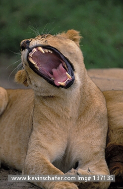 LION, AFRICAN: (Panthera leo)  Tanzania, Serengeti National Park, Female lion yawning.