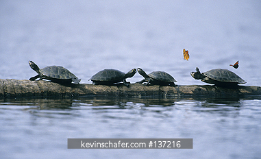 TURTLE, SIDE-NECKED: (Podocnemis sp.) sunning on log, Manu National Park, Southeast Peru.