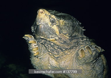 TURTLE, ALLIGATOR SNAPPING: (Macroclemys temmincki) captive in Tennessee Aquarium, underwater, US.
