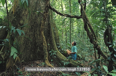 COSTA RICA: Costa Rica, Corcovado National Park, Osa Peninsula, Hiker beneath buttressed tree.