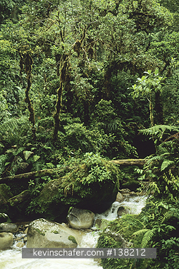 PERU, ANDES MOUNTAINS: Andes Mountains, Peru, Stream flowing through Cloud Forest at 1,600 m.,  Cosnipati Valley