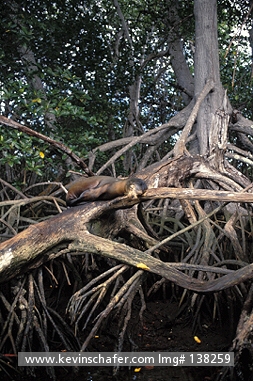 SEA LION, GALAPAGOS: (Zalophus californianus wollebaeki)  Galapagos Islands, Isabela Island, Galapagos sea lion sleeping in mangrove trees.