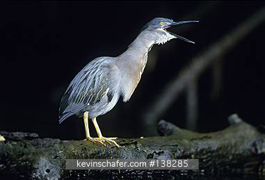 HERON, STRIATED: (Butorides striatus)  Ecuador, Galapagos Islands, Isabela Island, Striated heron in Elizabeth Bay.
