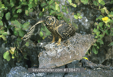 OWL, SHORT-EARED: (Asio flammeus)  Ecuador, Galapagos Islands, Tower Island, Short-eared owl hunting in the daytime.
