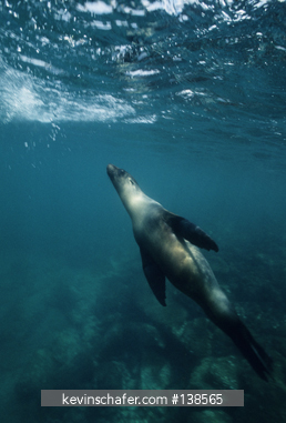 SEA LION, GALAPAGOS: (Zalophus californianus wollbaeki) underwater, Galapagos, Ecuador.