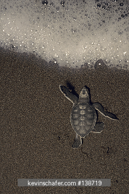 TURTLE, GREEN SEA: (Chelonia mydas) 
Costa Rica, Tortuguero National Park, Green sea turtle hatchling enters surf .  PHOTO ONLY AVAILABLE THROUGH GETTY IMAGES