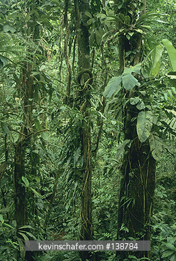 PANAMA: Kuna Yala, Nusigandi Reserve, run by Kuna Indians, rainforest at about 1000m.
