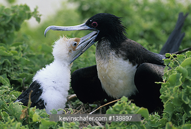 FRIGATEBIRD, GREAT: (Fregata minor) Mother feeds chick, Tower Island, Galapagos, Ecuador.