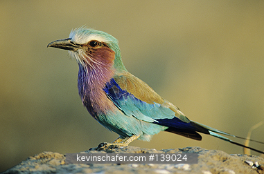 ROLLERS, LILAC BREASTED: Lilac Breasted Roller, (Coracias caudata), Masai Mara, Kenya.