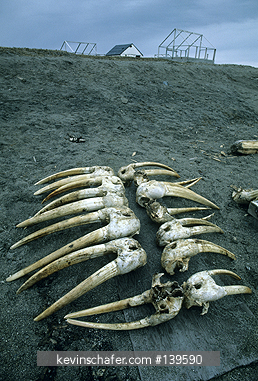 ALASKA: Punuk Island, near St. Lawrence Island, Walrus tusks gathered for sale, Bering Sea.