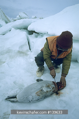 ALASKA, BERING SEA: Punuk Island near St. Lawrence Island, Eskimo with Ringed Seal, hunting camp.