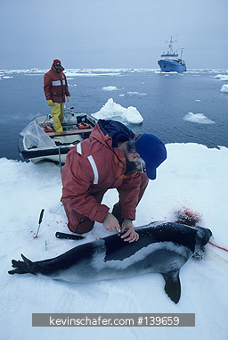 ALASKA, BERING SEA: Scientist Lloyd Lowry with Ribbon Seal shot for blood and tissue samples.