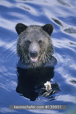 BEAR, BROWN: (Ursus arctos) Canada, British Columbia, Glendale River Inlet, Wild brown bear in river.