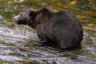 BEAR, BROWN GRIZZLY: (Ursus arctos) wild, Glendale River, Knight Inlet, British Columbia, Canada.