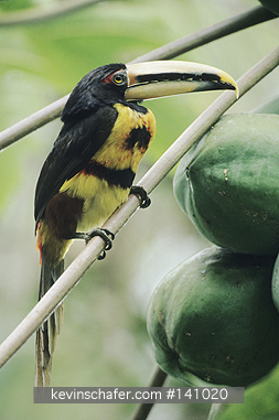ARACARI, PALE MANDIBLED: Pale Mandibled Aracari, (Pteroglossus erythropyglus), endemic, 1000m W. Andes, Pichincha, Ecuador.