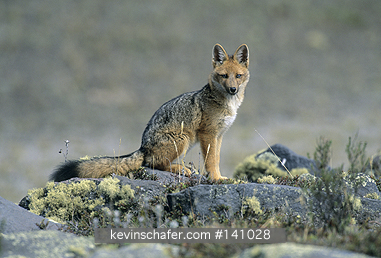 FOX, ANDEAN: (Dusicyon culpaeus)  Ecuador, Andes Mountains at 3300 meters, Cotopaxi National Park, Portrait of an Andean fox.