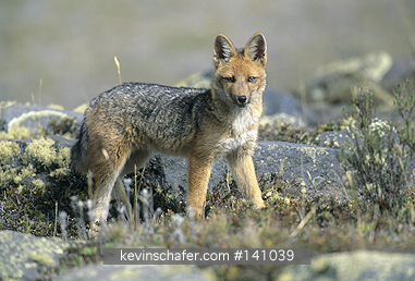 FOX, ANDEAN: (Dusicyon culpaeus)  Ecuador, Andes Mountains at 3300 meters, Cotopaxi National Park, Wild Andean fox.