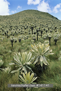 ECUADOR, ANDES: Ecuador, Andes, Paramo, El Angel Reserve, ca. 3000m, Frailejones, (Espeletia hartwegiana).