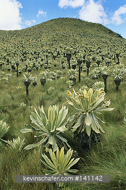 ECUADOR, ANDES: Paramo, El Angel Reserve, various plants in field, ca. 3000m, Frailejones (Espeletia hartwegiana).