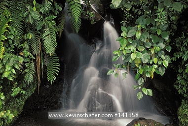 ECUADOR: Ecuador, Andes Mountains at 1400 meters, Cayambe-Coca Nature Reserve, Small rainforest stream.
