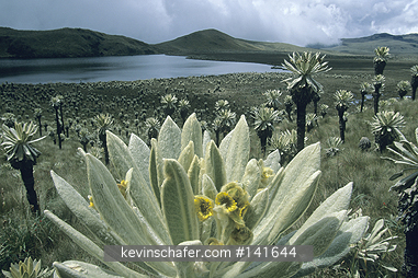 ECUADOR: Ecuador, Andes Mountains, El Angel Biological Reserve, 3600 meters, Voladero Lake, Frailejones (Espeletia hartwegiana) in foreground.