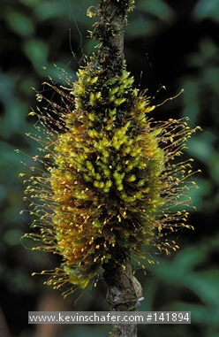 COLOMBIA: Narino Department, La Planada Nature Reserve, 1,850m, Cloud Forest, close-up of moss growing on small tree.