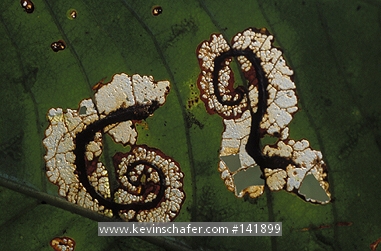 COLOMBIA: Narino Dept., La Planada Nature Reserve, 1,850m, feeding insects create the number 62 in leaf.