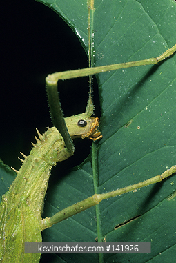 WALKING STICK: (Order phasmatodea) feeding, La Planada Nature Reserve, Colombia.