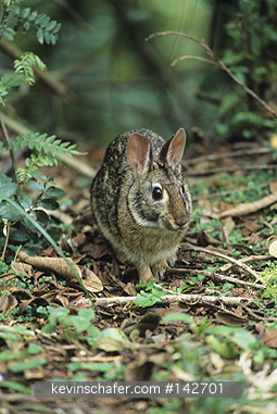 RABBIT: (Sylvilagus brasiliensis) Brazilian Rabbit, in wild on forest floor, 3,000m, Podocarpus National Park, South Ecuador.