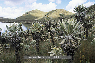 ECUADOR: Ecuador, Andes Mountains, El Angel Nature Reserve at 3300m, Frailejones (Espeletia hartwegiana).