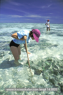 AUSTRALIA: Australia, Heron Island, Tourists exploring the Great Barrier Reef.